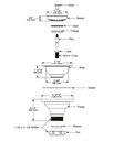 Delta 72010-AR Flange And Strainer Kitchen 